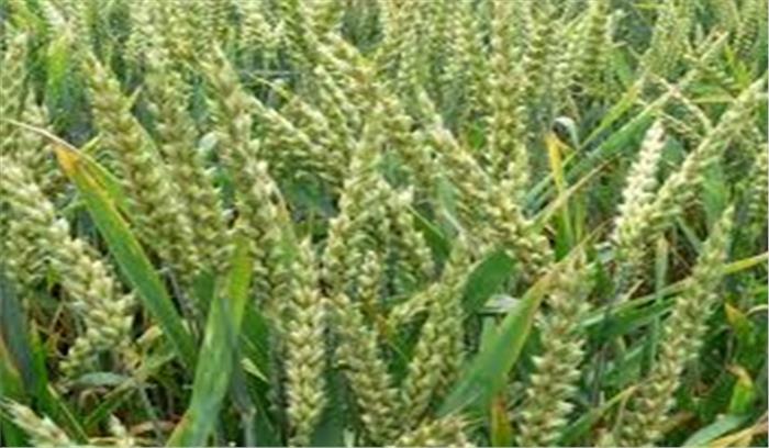 मध्यप्रदेश में 12 फरवरी से रबी फसलों का भावांतर भुगतान योजना शुरू 