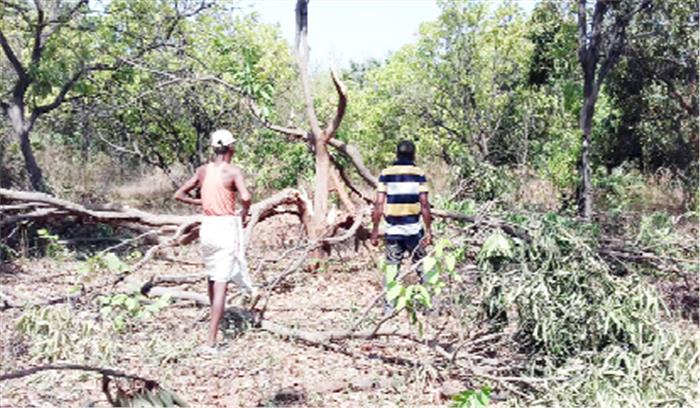 एक बार फिर रौंद डाली गजराजों ने आम की फसल