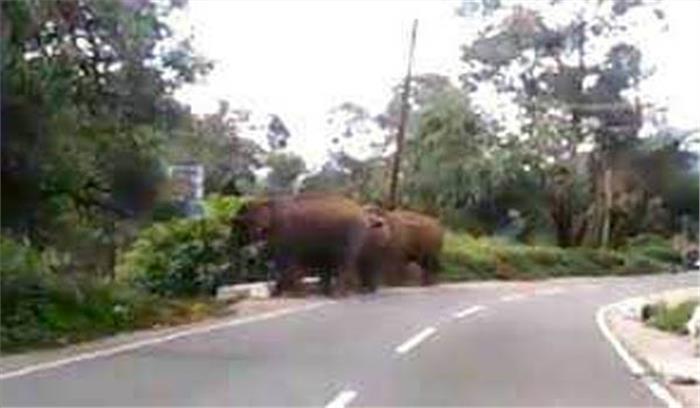 जंगली हाथियों के कुचलने से फारेस्ट गार्ड समेत दो लोगो की मौत