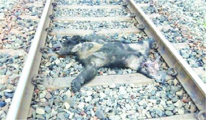 मालगाड़ी की चपेट में आने से भालू की मौत