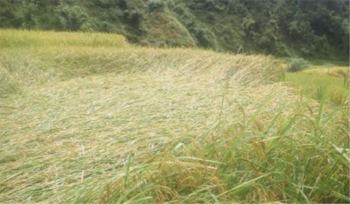 छत्तीसगढ़ :तेज बारिश के चलते  चौपट हुई धान की फसल