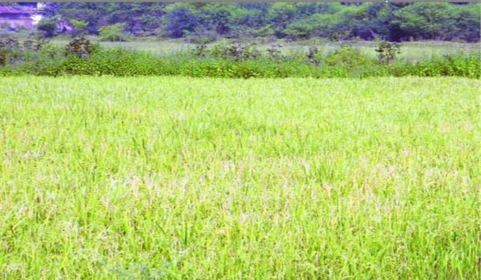 सूखे की मार, बची-खुची फसल की कटाई में जुटे किसान