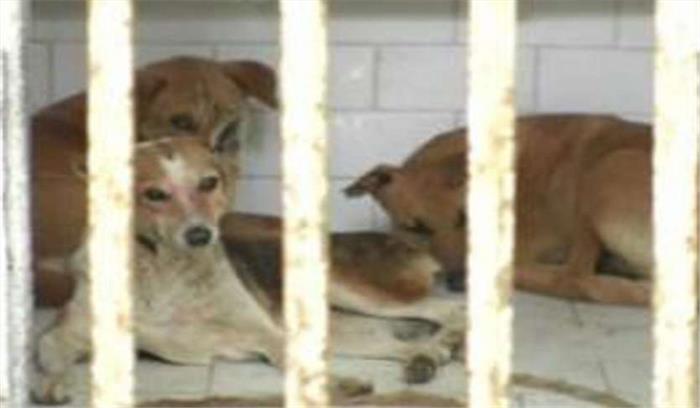 निगम अमले ने 15 अवारा कुत्तों को पकड़ा