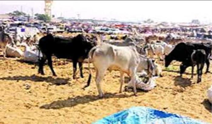 राजस्थान : तीर्थराज पुष्कर में पशु मेला शुरु