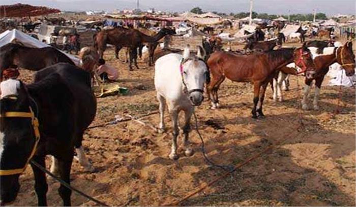 राजस्थान : पुष्कर में पशु मेले में घोड़ों पर लगी रोक हटाने की मांग
