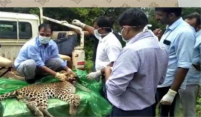 बाघ से संघर्ष में बघेरे की मौत