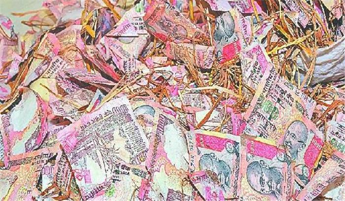 नोटों की नकली गड्डियां बरामद