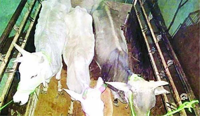 पुलिस ने गोतस्कर को किया गिरफ्तार