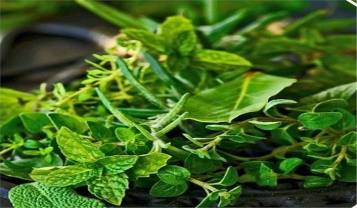 30 करोड़ से अधिक औषधीय पौधे बांटेगी राजस्थान सरकार