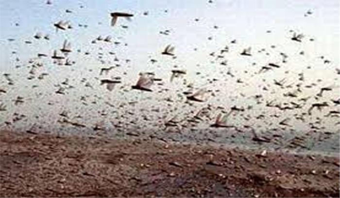 अलवर में टिड्डियों का हमला अलवर में टिड्डियों का हमला