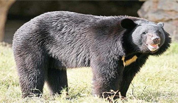 राजस्थान : भालू के हमले से किसान घायल