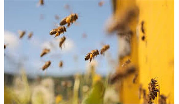 मतदान केंद्र के समीप मधुमक्खियों के हमले में एक की मौत