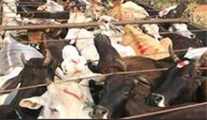 राजस्थान: पुलिस ने तस्करों से गोवंश मुक्त कराया