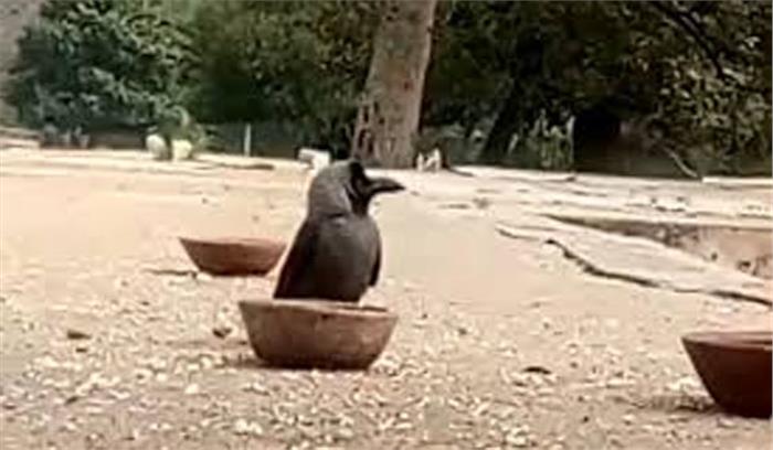 अजमेर जिले में कौओं के मरने का बढ़ता जा रहा है आंकड़ा