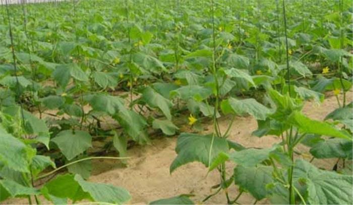 राजस्थान: नारियल के बुरादे पर ही खीरे की खेती