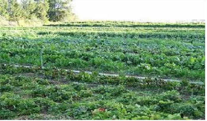 किसानों के खेतों में रसायन छोड़ने वाले 108 उद्योगों को नोटिस