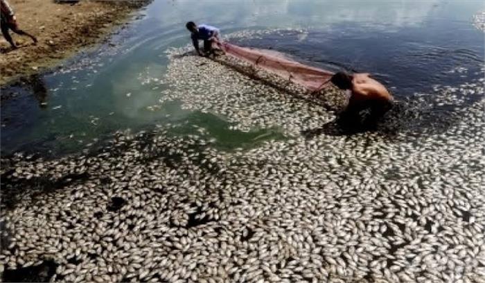 अजमेर की आनासागर झील में मछलियां व कौवे मृत मिले