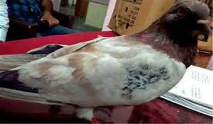 पाकिस्तान से उड़कर सीमा पार आए कबूतर का परीक्षण किया पाकिस्तान से उड़कर सीमा पार आए कबूतर का परीक्षण किया