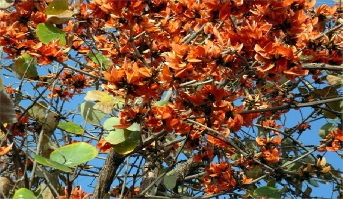 उदयपुर में कल आयोजित होगा राजस्थान का पहला पलाश पुष्पन उत्सव