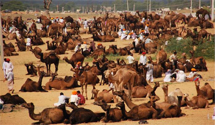 राजस्थान में शुरू होगा अन्तराष्ट्रीय पुष्कर पशुमेला