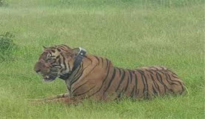 राजस्थान : बाघ के हमले में युवक की मौत