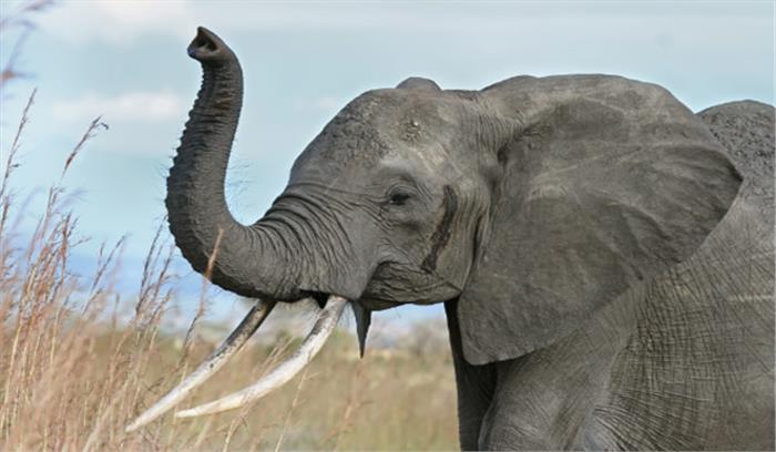 झारखंड: हाथियों ने मां, बेटी को कुचलकर मार डाला