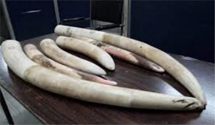 झारखंड: छापेमारी में क्लीनिक से हाथी का दांत बरामद