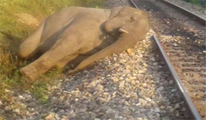 असम: ट्रेन से कटकर 5 हाथियों की मौत