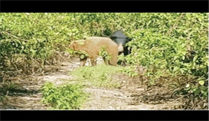 कांकेर में भूरे रंग का दुर्लभ भालू अपने बच्चे के साथ घूमता देखा
