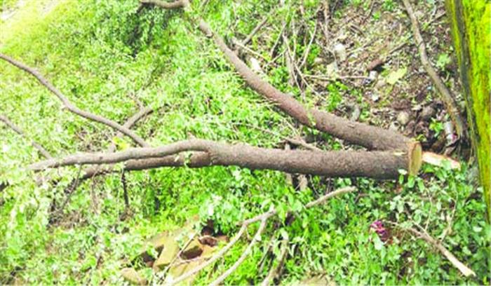 मंदिर परिसर से चंदन पेड़ काट ले गए चोर