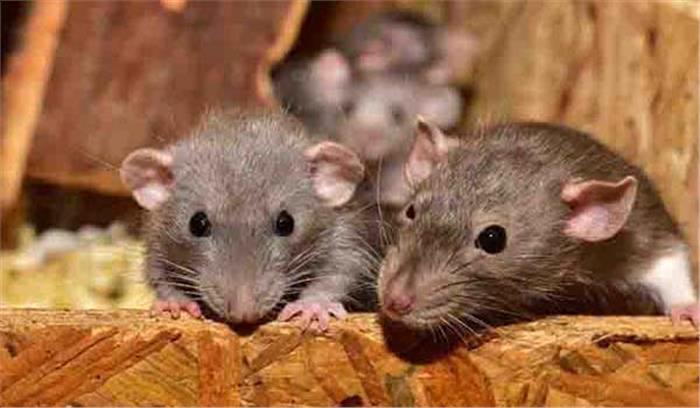 चूहों के मल-मूत्र के संपर्क में आने से फैलता है लासा बुखार