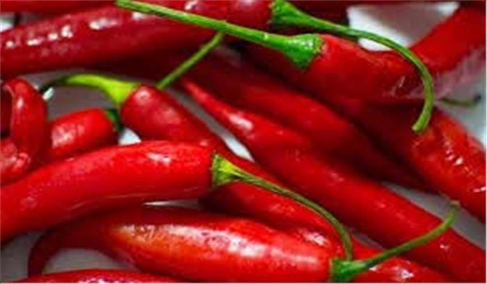 तीखी लाल मिर्च के लड्डू दूर भगाएगी हाथियों को तीखी लाल मिर्च के लड्डू दूर भगाएगी हाथियों को