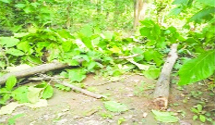 रिज़र्व फारेस्ट में पेड़ों की कटाई धड़ल्ले से