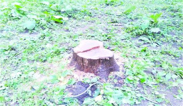 सागौन पेड़ों की बेखौफ अवैध कटाई