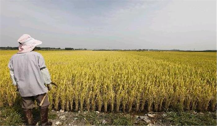 37 साल में दक्षिण कोरिया का चावल उत्पादन सबसे नीचे