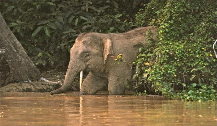 नदी के तेज बहाव में बहे एक हाथी की मौत