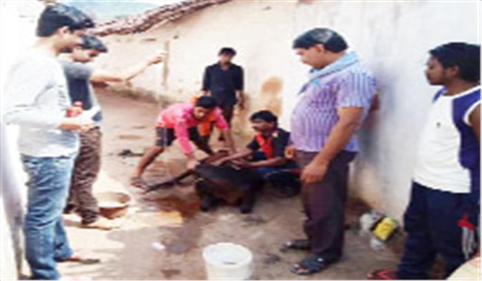 घायल मवेशियों का गौसेवक कर रहे प्राथमिक उपचार