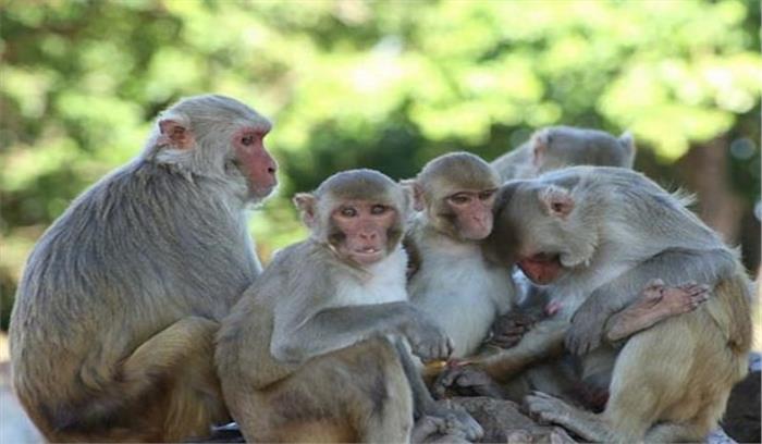 धूप ताप ले रही वृद्ध महिला को बन्दरों ने काटकर किया जख्मी