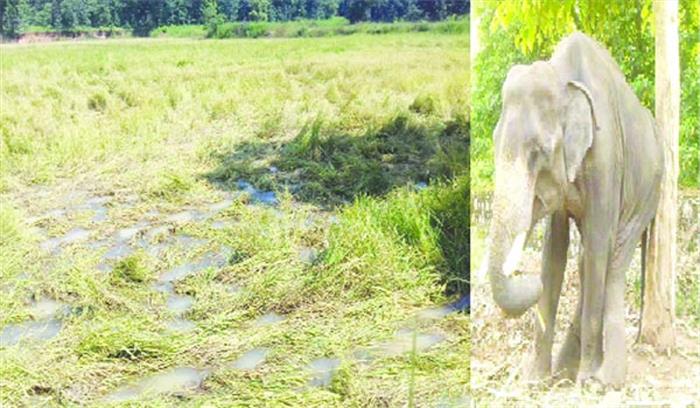 हाथी ने ग्रामीण को कुचला, मौत