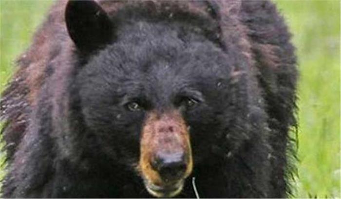 करंट से भालू की मौत