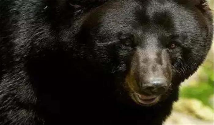 दो भालुओं ने ग्रामीण पर किया हमला