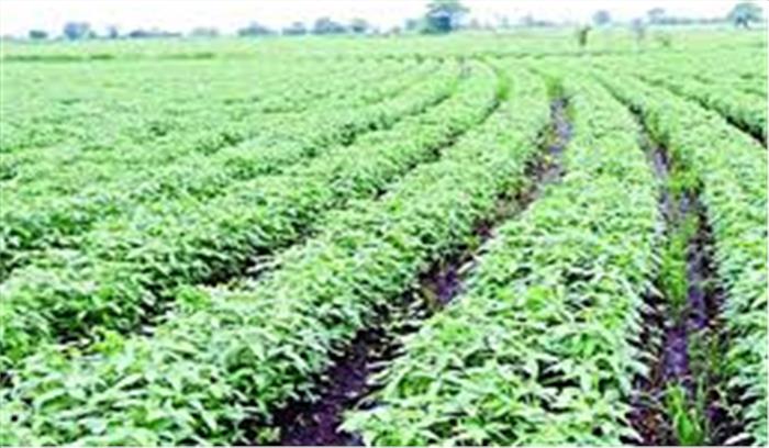 पाले से खराब हुई फसलों का तत्काल कराया जाएगा सर्वे: सचिन यादव