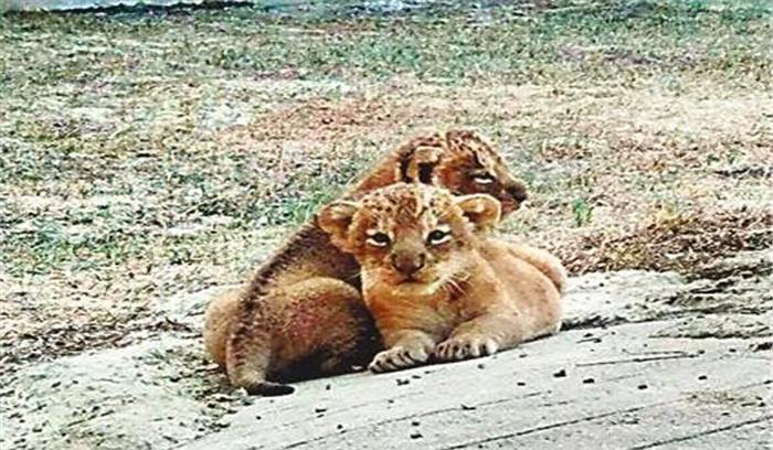 सफारी पार्क में गुजरात से एक शेर तथा तीन शेरनी और लाने की कवायद तेज