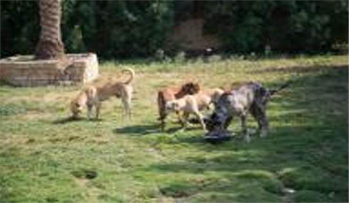 उत्तर प्रदेश :सहारनपुर में आवारा कुत्तों ने मासूम को मार डाला उत्तर प्रदेश :सहारनपुर में आवारा कुत्तों ने मासूम को मार डाला