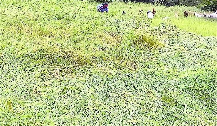 सहारनपुर में मूसलाधार बारिश से धान की फसल को भारी नुकसान