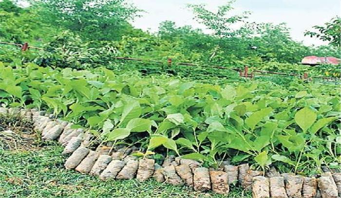 सैनिक स्कूल के पास बनेगा फौजी हर्बल वन 