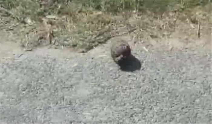 उप्र : मैनपुरी में मिला हैंड ग्रेनेड, पुलिस अलर्ट