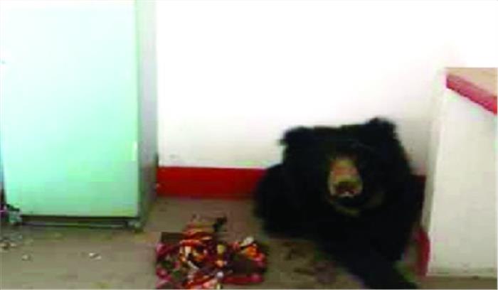 घर में घुस आए भालू को बेहोश कर निकाला गया