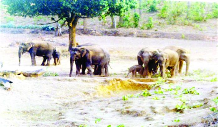 उत्पाती हाथियों को रेडियो कॉलर से करेंगे काबू