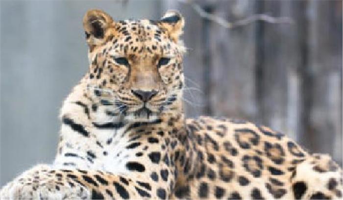 सतना: बस्ती में घुसे तेंदुए को वन विभाग ने पकड़ा